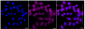 KD-Validated Anti-Caspase 2 Rabbit Monoclonal Antibody