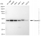 KD-Validated Anti-Caspase 2 Rabbit Monoclonal Antibody