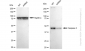 KD-Validated Anti-Caspase 2 Rabbit Monoclonal Antibody