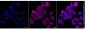 KD-Validated Anti-Cell Division Cycle 45 Rabbit Monoclonal Antibody