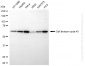 KD-Validated Anti-Cell Division Cycle 45 Rabbit Monoclonal Antibody