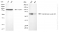KD-Validated Anti-Cell Division Cycle 45 Rabbit Monoclonal Antibody