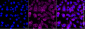 KD-Validated Anti-DNA Damage Inducible Transcript 3 Rabbit Monoclonal Antibody