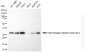 KD-Validated Anti-DNA Damage Inducible Transcript 3 Rabbit Monoclonal Antibody