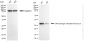KD-Validated Anti-DNA Damage Inducible Transcript 3 Rabbit Monoclonal Antibody
