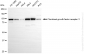 KD-Validated Anti-Fibroblast Growth Factor Receptor 3 Rabbit Monoclonal Antibody