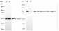 KD-Validated Anti-Fibroblast Growth Factor Receptor 3 Rabbit Monoclonal Antibody
