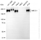 KD-Validated Anti-ABCC1 Rabbit Monoclonal Antibody