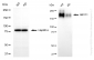 KD-Validated Anti-ABCC1 Rabbit Monoclonal Antibody