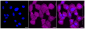 KD-Validated Anti-CDC37 Rabbit Monoclonal Antibody