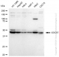 KD-Validated Anti-CDC37 Rabbit Monoclonal Antibody