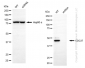 KD-Validated Anti-CDC37 Rabbit Monoclonal Antibody