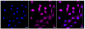 KD-Validated Anti-Chondroitin sulfate proteoglycan 4 Rabbit Monoclonal Antibody
