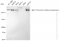 KD-Validated Anti-Chondroitin sulfate proteoglycan 4 Rabbit Monoclonal Antibody