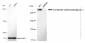 KD-Validated Anti-Chondroitin sulfate proteoglycan 4 Rabbit Monoclonal Antibody