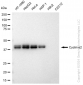 KD-Validated Anti-Cyclin e2 Rabbit Monoclonal Antibody