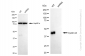 KD-Validated Anti-Cyclin e2 Rabbit Monoclonal Antibody