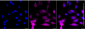 KD-Validated Anti-Nuclear Factor Kappa B Subunit 2 Rabbit Monoclonal Antibody