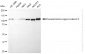 KD-Validated Anti-Nuclear Factor Kappa B Subunit 2 Rabbit Monoclonal Antibody