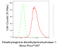 KD-Validated Anti-DDAH1 Rabbit Monoclonal Antibody