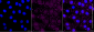 KD-Validated Anti-DDAH1 Rabbit Monoclonal Antibody