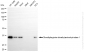 KD-Validated Anti-DDAH1 Rabbit Monoclonal Antibody
