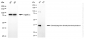 KD-Validated Anti-DDAH1 Rabbit Monoclonal Antibody