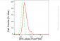 KD-Validated Anti-DEK Rabbit Monoclonal Antibody