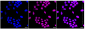 KD-Validated Anti-DEK Rabbit Monoclonal Antibody