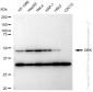 KD-Validated Anti-DEK Rabbit Monoclonal Antibody