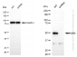 KD-Validated Anti-DEK Rabbit Monoclonal Antibody