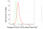KD-Validated Anti-Phospho-CDC37 (S13) Rabbit Monoclonal Antibody