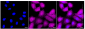 KD-Validated Anti-Phospho-CDC37 (S13) Rabbit Monoclonal Antibody