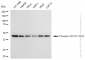 KD-Validated Anti-Phospho-CDC37 (S13) Rabbit Monoclonal Antibody