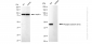 KD-Validated Anti-Phospho-CDC37 (S13) Rabbit Monoclonal Antibody