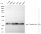 KD-Validated Anti-Phospho-Cdk2 (Y15) Rabbit Monoclonal Antibody