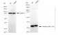 KD-Validated Anti-Phospho-Cdk2 (Y15) Rabbit Monoclonal Antibody