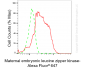 KD-Validated Anti-MELK Rabbit Monoclonal Antibody