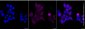 KD-Validated Anti-MELK Rabbit Monoclonal Antibody