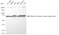 KD-Validated Anti-MELK Rabbit Monoclonal Antibody