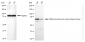 KD-Validated Anti-MELK Rabbit Monoclonal Antibody
