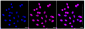 KD-Validated Anti-AP1G1 Rabbit Monoclonal Antibody