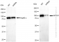 KD-Validated Anti-AP1G1 Rabbit Monoclonal Antibody
