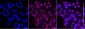 KD-Validated Anti-Nth Like DNA Glycosylase 1 Rabbit Monoclonal Antibody
