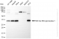 KD-Validated Anti-Nth Like DNA Glycosylase 1 Rabbit Monoclonal Antibody