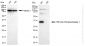 KD-Validated Anti-Nth Like DNA Glycosylase 1 Rabbit Monoclonal Antibody