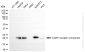 KD-Validated Anti-CGRP Receptor Component Rabbit Monoclonal Antibody