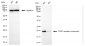 KD-Validated Anti-CGRP Receptor Component Rabbit Monoclonal Antibody