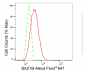 KD-Validated Anti-BAZ1B Rabbit Monoclonal Antibody