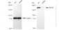 KD-Validated Anti-BAZ1B Rabbit Monoclonal Antibody